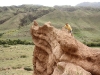 IMG_2363_resize