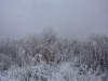 IMG_6298_resize