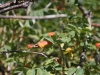 IMG_8375_resize