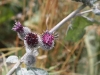 IMG_8438_resize